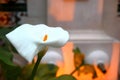 Closeup shot of a white calla flower Royalty Free Stock Photo