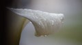 Closeup shot of a white Calla lily in the rain - Zantedeschia aethiopica