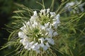 Closeup shot of white capparaceae flower on blurred background Royalty Free Stock Photo
