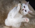 Closeup shot of a white cat biting tassel on a cozy warm blanket