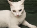 Closeup shot of a white cat with heterochromia. An eye is blue and the other is yellow Royalty Free Stock Photo