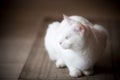 Closeup shot of a white cat relaxing Royalty Free Stock Photo