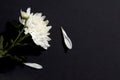 Closeup shot of a white chrysanthemum flower isolated on a black background Royalty Free Stock Photo