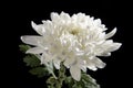 Closeup shot of a white chrysanthemum isolated on a black background Royalty Free Stock Photo