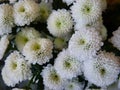 Closeup shot of white chrysanths Royalty Free Stock Photo