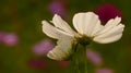 Closeup shot of white Cosmos Bipinnatus flower on background of a blurred field Royalty Free Stock Photo