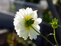 Closeup shot of a white dahlia flower in a garden on a blurred background Royalty Free Stock Photo
