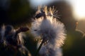 Closeup shot of a white dandelion flower with beautiful scenery of sunset in a blurred background Royalty Free Stock Photo
