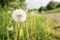 Closeup shot of a white dandelion flower with a blurred background Royalty Free Stock Photo