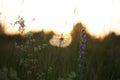 Closeup shot of white Dandelion and other wild flowers in the field at sunset Royalty Free Stock Photo