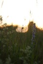 Closeup shot of white Dandelion and other wild flowers in the field at sunset Royalty Free Stock Photo