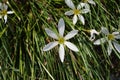 Closeup shot of white delicate Zephyrantes Candida flowers in the daytime