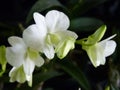 Closeup shot of white dendrobium phalaenopsis orchid