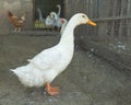 Closeup shot of a white domestic duck in the cage Royalty Free Stock Photo