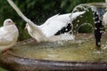 Closeup shot of white doves on the fountain