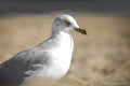 Closeup shot of a white European herring gull on a blurred background Royalty Free Stock Photo