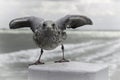 Closeup shot of a white European herring gull perched on a white stone with open wings Royalty Free Stock Photo