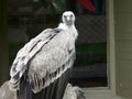 Closeup shot of a white Falconiformes