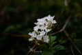 Closeup shot of a white flower with blurred background Royalty Free Stock Photo