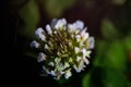 Closeup shot of a white flower with blurred background Royalty Free Stock Photo