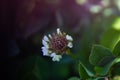 Closeup shot of a white flower with blurred background Royalty Free Stock Photo