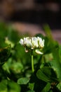 Closeup shot of a white flower with blurred background Royalty Free Stock Photo