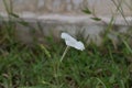 Closeup shot of a white flower on a blurred background Royalty Free Stock Photo
