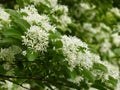 Closeup shot of the white flowers of a Chinese fringe tree Royalty Free Stock Photo