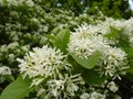 Closeup shot of the white flowers of a Chinese fringe tree Royalty Free Stock Photo