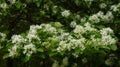 Closeup shot of the white flowers of a Chinese fringe tree Royalty Free Stock Photo