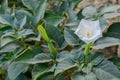 Closeup shot of white flowers of Datura inoxia