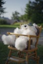 Closeup shot of a white fluffy teddy bear on a small wooden chair Royalty Free Stock Photo