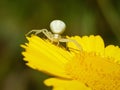 Closeup shot of White Goldenrod crab spider  on yellow flower Royalty Free Stock Photo