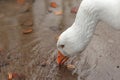 Closeup shot of a white goose drinking water Royalty Free Stock Photo