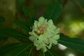 Closeup shot of a white great laurel flower - Rhododendron maximum Royalty Free Stock Photo