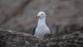 Closeup shot of a white gull behind the rocks Royalty Free Stock Photo