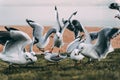 Closeup shot of white gulls flying near the beach Royalty Free Stock Photo