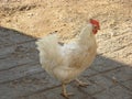 Closeup shot of white hen walking and searching for food Royalty Free Stock Photo