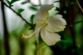 Closeup shot of a white hibiscus flower in full bloom Royalty Free Stock Photo