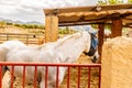 Closeup shot of a white horse with an eye patch in cavalry Royalty Free Stock Photo