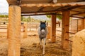 Closeup shot of a white horse with an eye patch in cavalry Royalty Free Stock Photo