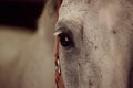 Closeup shot of a white horse head with sad eyes Royalty Free Stock Photo