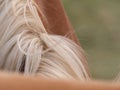 Closeup shot of white horse mane Royalty Free Stock Photo