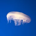 Closeup shot of the white jellyfish against a blue background Royalty Free Stock Photo