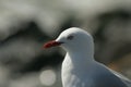 Closeup shot of a white larus