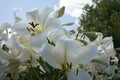 Closeup shot of white lilies in the garden under a blue sky Royalty Free Stock Photo