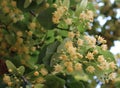 Closeup shot of white Lindens on a blurred background