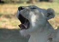 Closeup shot of a white lion yawning during daytime Royalty Free Stock Photo