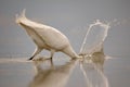 Closeup shot of a white little egret sticking its head into a lake with a splash Royalty Free Stock Photo