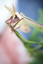 Closeup shot of a white luna moth in a green plant